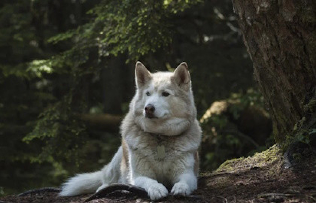 Экскурсия «Карельские хаски и мраморный мир» -